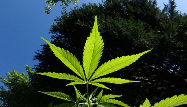 House Approves Medical Pot Bill to Boost Minority Businesses
