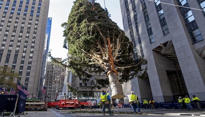 Rockefeller Center Christmas tree goes up; lighting Dec. 2