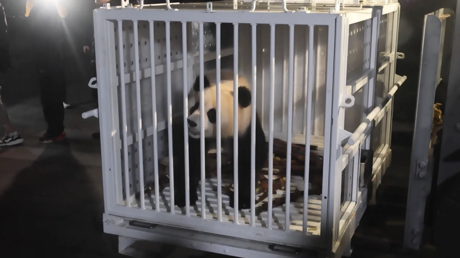 Two giant pandas are set to arrive in Washington with a specially prepared menu for the trip