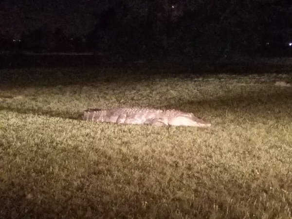 Gator Found at Dallas School