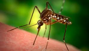 10 Pregnant Dallas County Women May Have Zika