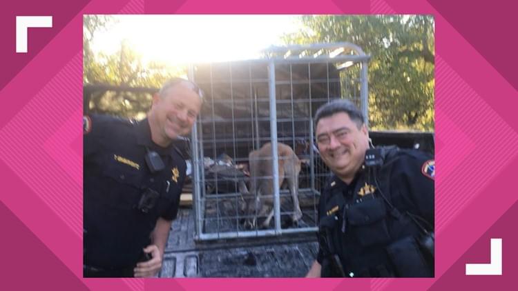 A kangaroo has been caught in a subdivision near Austin