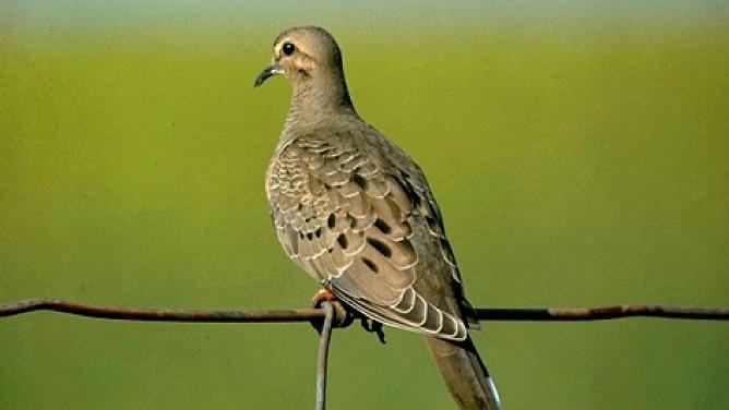 The Record Winter Storms also Took a Toll on Wildlife