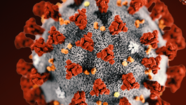 Widely Used Test for Covid-19 Has Risk for False Positives