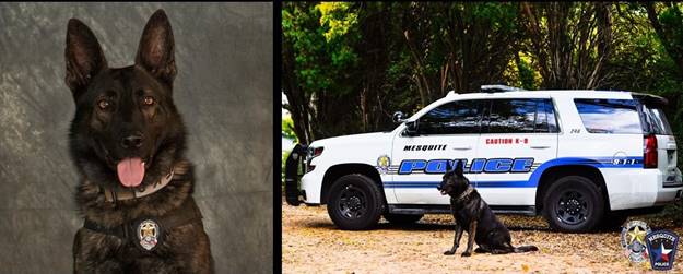 Mesquite Police Department Mourning K-9 Kozmo, Killed in the Line of Duty