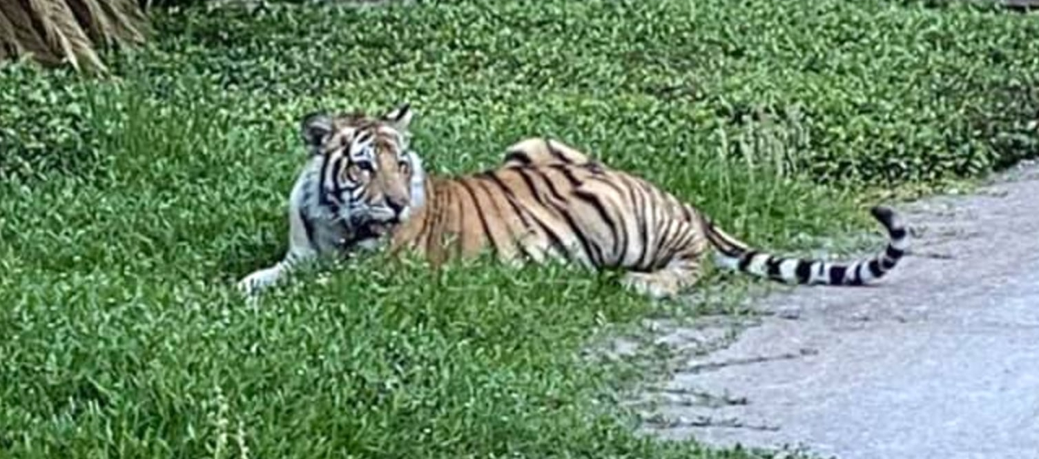 Houston’s Missing Tiger Has Been Found