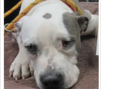 Dallas Police Seeking Animal Cruelty Suspect Who Shot Dog in Backyard