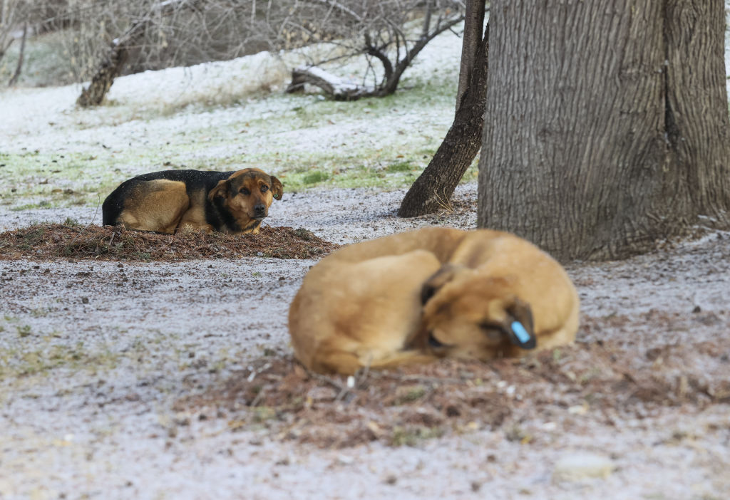 Safe Outdoor Dog Act Goes Into Effect in Texas Today