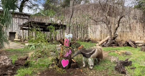 Dallas Zoo and Park Officials Partner to help Ukrainian Zoos