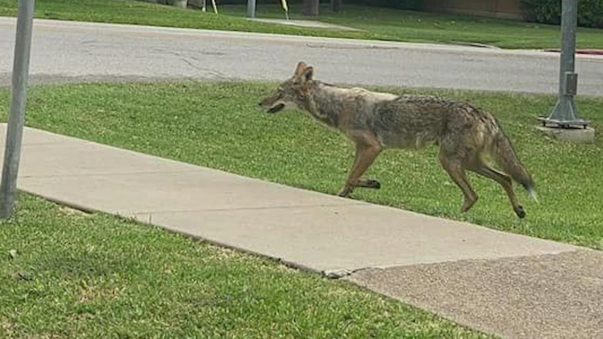 City of Dallas Gives Update on Coyote Management Plan