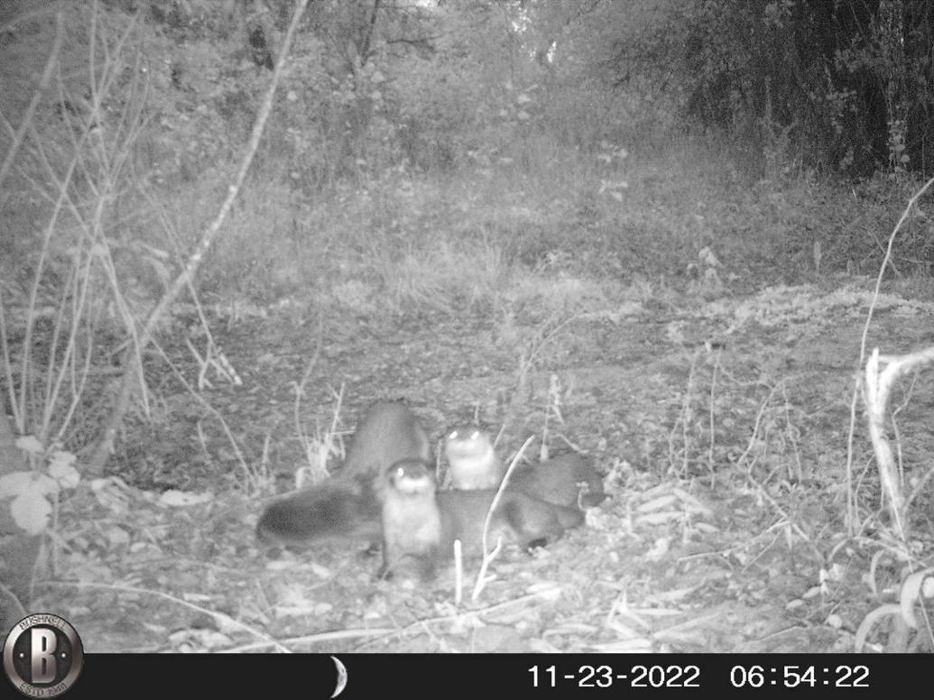 Otter Family Moves To Denton