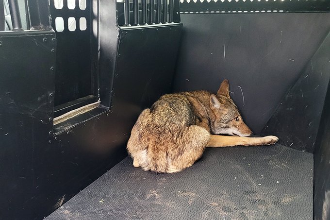 Arlington Animal Services Capture Coyote Believed to be Responsible for Biting 3 Children