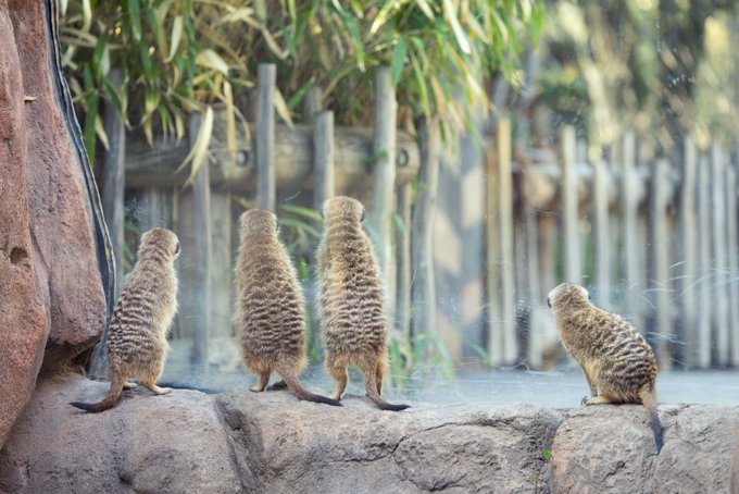 Fort Worth Zoo Gives Advice to Patrons on Half-Price Wednesday During Spring Break Crowds