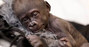 Last Week To See Baby Gorilla At Fort Worth Zoo