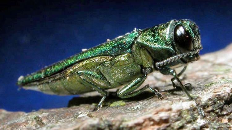 Destructive Emerald Ash Borer Firmly Across North Texas; Check Your Trees and Report It