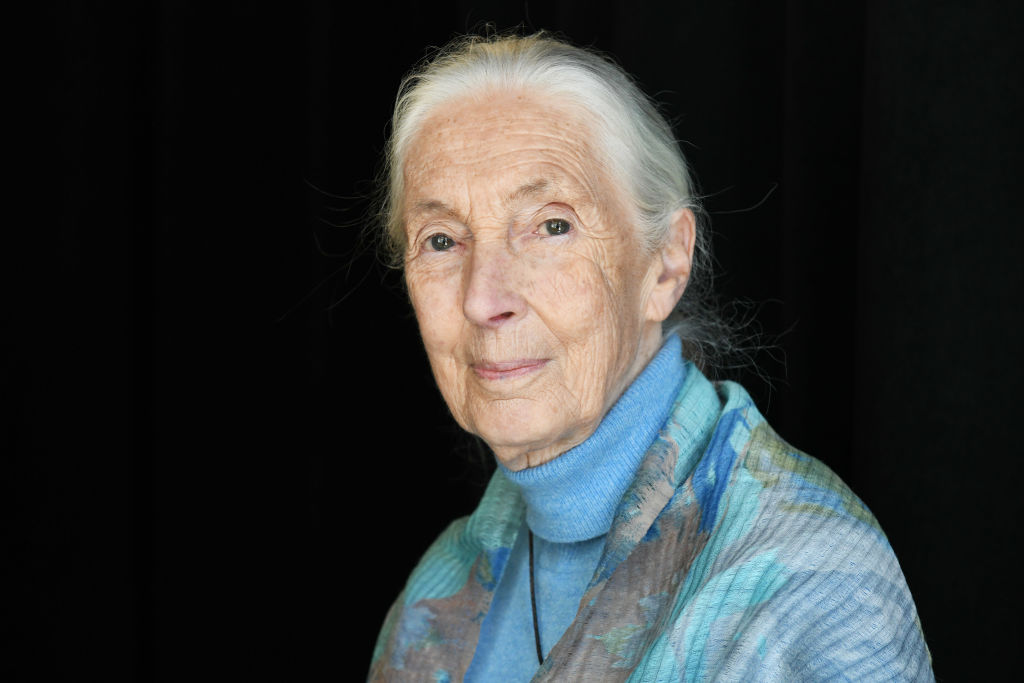 Jane Goodall, the Celebrated Primatologist and Conservationist, Has Died