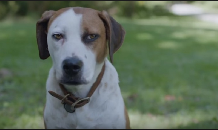 ABC Cancels Canine Comedy ‘Downward Dog’
