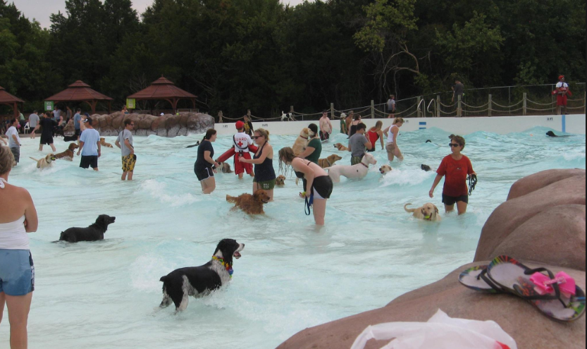 Pools and Water Parks Open for Dogs: Updated List – More Added