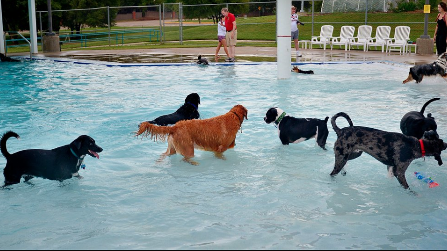Reminder: Dog Swim Parties at Waterparks This Weekend in DFW