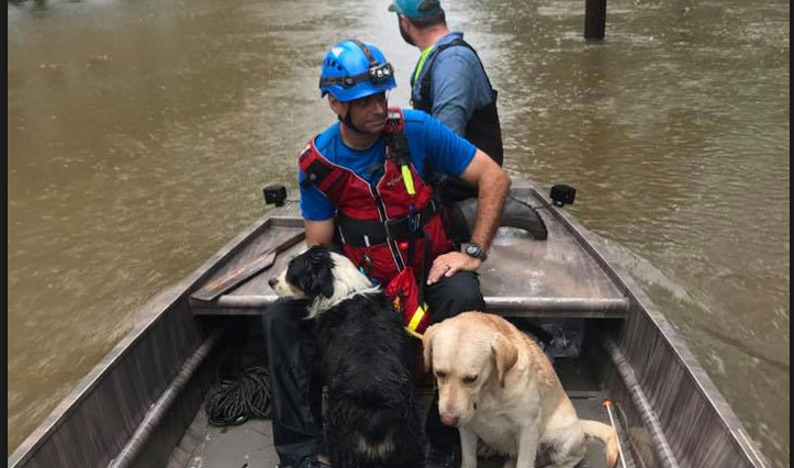 Residents Who Abandoned Pets During Hurricane Could Face Federal Charges