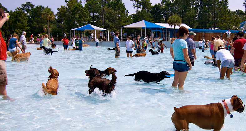 Last Dog Water Event of the Year Happens Saturday at NRH20