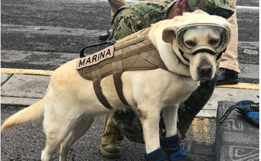 Frida, The Rescue Dog Is A New Hero After Mexico’s Earthquake