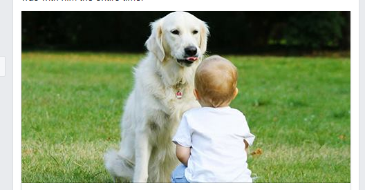 Hero Dog Stays With 2 yr-old Missouri Toddler Who Wandered From Home