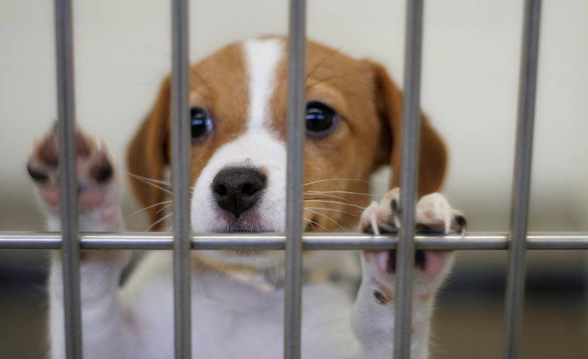 California Becomes the First State to Ban Puppy Mills