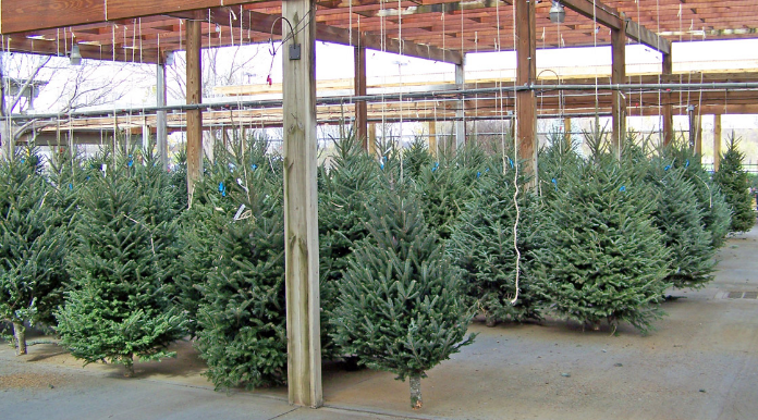Christmas Trees Will Be More Expensive This Year
