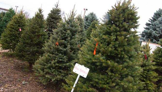 Shortage of Christmas Trees Nationwide are Driving up Prices