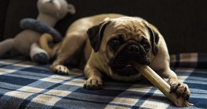 FDA Warns Dog Owners to Avoid Bone Treats