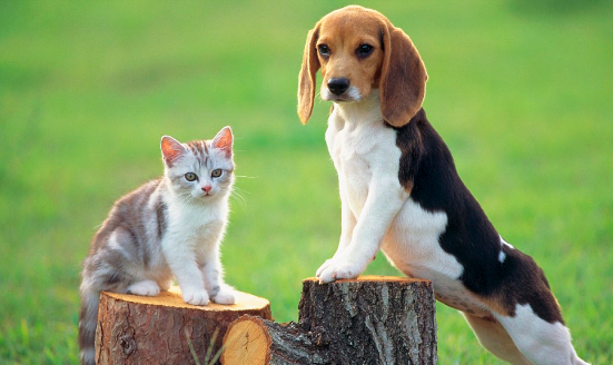 Study Proves Dogs Are Smarter than Cats