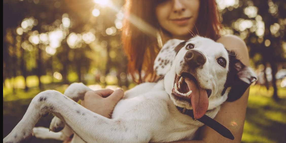 Research Shows Dog Owners Prefer the Company of Their Pets More Than Friends