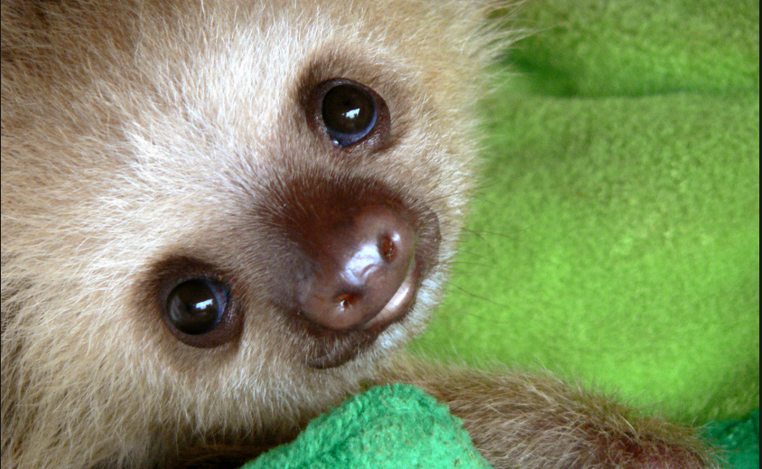 Adopt a Sloth for Valentine’s Day