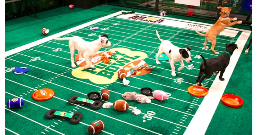 Dallas Shelter Dog Made It To Animal Planet’s Puppy Bowl