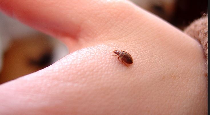 DFW Made The Top 10 in Bed Bug Cities