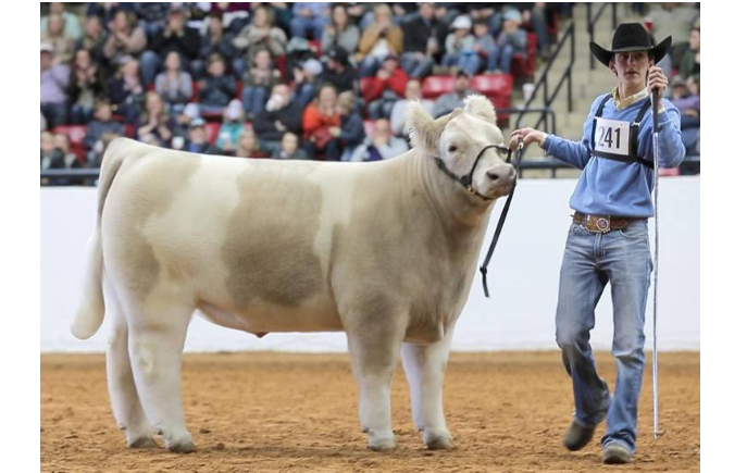 Texas Teen Sold His Steer for $200,000 at Ft Worth Stock Show