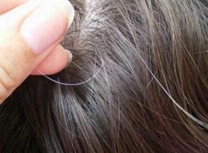 Does plucking your gray hair cause more to pop up?