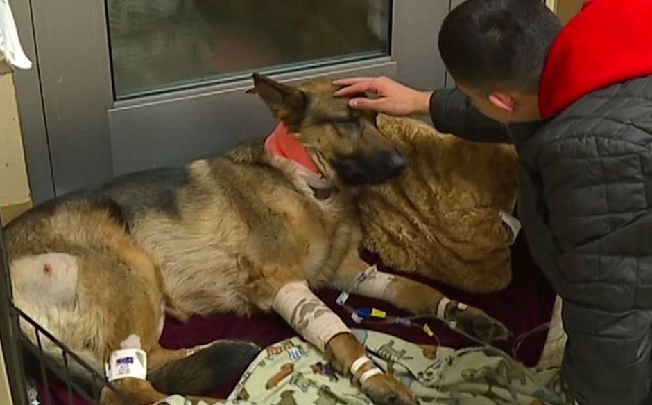 Hero Dog Survives Gunshot Wounds Protecting During Home Invasion