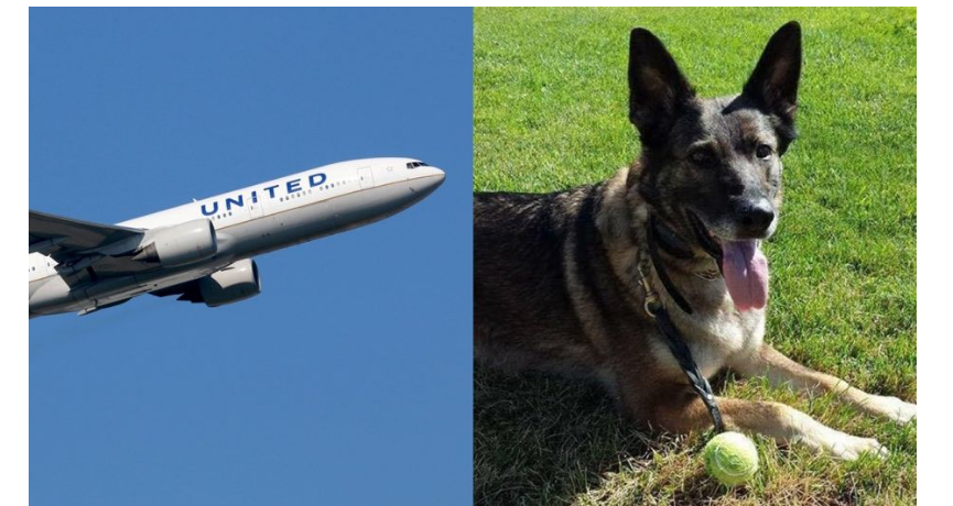 Kansas Family’s Dog Mistakenly Put on Flight to Japan