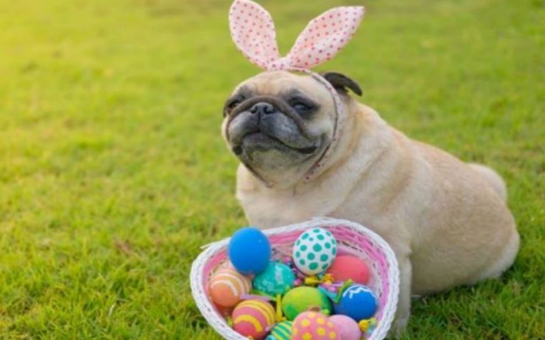 Easter Egg Hunt for Dogs This Weekend