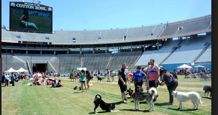 Sunday is the Annual Dog Bowl at the Cotton Bowl