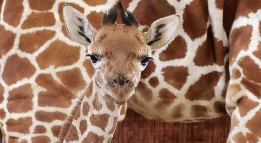 The Dallas Zoo Named Its Newborn Giraffe ‘Witten’
