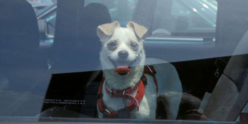 A New Bill Proposed: Locking Dogs in Hot Cars = Jail Time