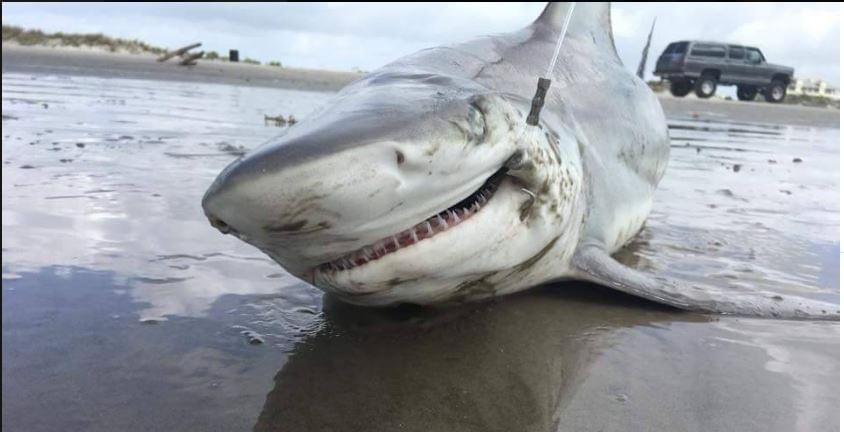 Shark Caught in Galveston Saturday