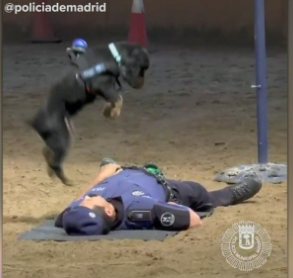 Police Dog in Spain performs “CPR” during training.