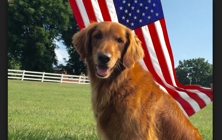 “Duke,” the dog in the Bush’s Baked Beans Commercial, has Died