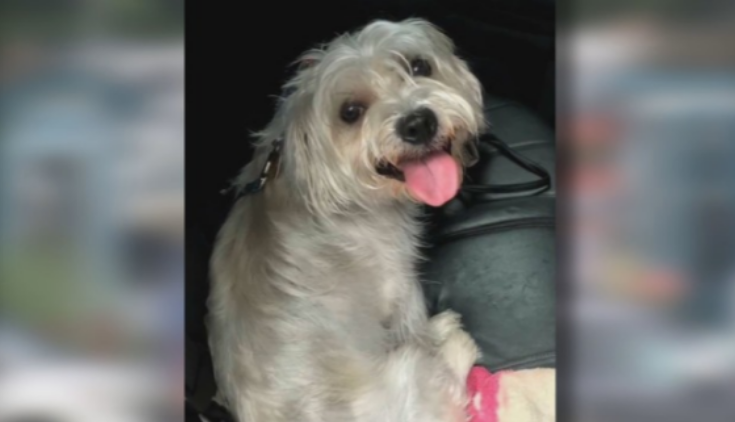 Dog Left in Hot Car Was Rescued at Six Flags
