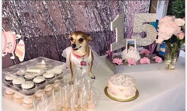 Texas Woman Has Quinceañera for 15-yr-old Chihuahua
