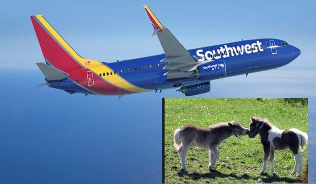 Miniature Horses Can Board on Flight as Service Animals